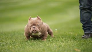 Exotic bully-Mr. Alpha