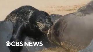 Birth of monk seal pup caught on camera at Hawaii beach