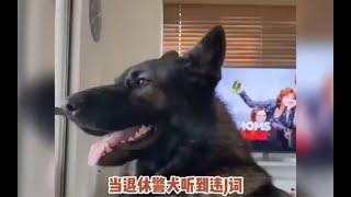 警犬 警觉性有多强