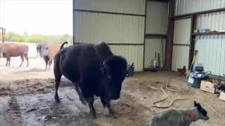 Behind The Scenes At Cross Timbers Bison Ranch!