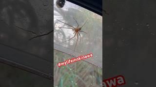 Okinawa Spiders invade cars! #mylifeinokinawa #okinawa #spiderman