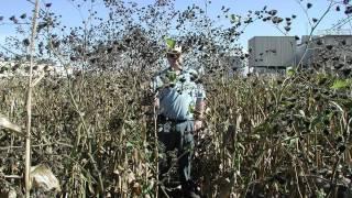 Rob Nurse   Innovative Weed Management Strategies