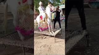 Horsh vending dance #horse