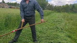 Косьба ручной косой цветущего эспарцета.  (1/2). Scything.