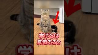 ㊗️200,000 views!! If you grin when you see Neko, you're out lol