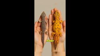 If you want a free guide, comment "leopard gecko" on IG, and I’ll DM you the link for free!