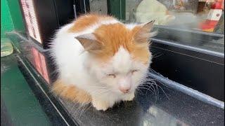 Istanbul stray cats protect shops