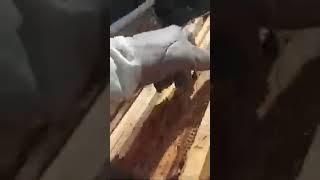yeşil arıcılık 