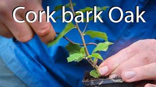 Cork bark oak - Quercus suber