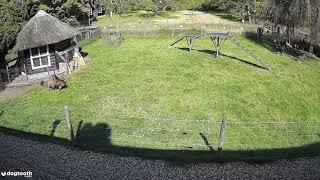 Farm Animals Protect Chicken Friend from Hawk Attack || Dogtooth Media