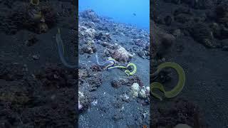 The Dance of Colors: Inside the Life of a Ribbon Eel