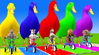 5 Giant Duck Cartoon,Cow,Elephant,Tiger,Lion,Gorilla, Paint Wild Animals Crossing Fountain Animation