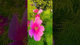 Cosmo flowers #garden #gardening #flowergarden #flowers #beautiful #nature