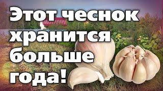 Яровой чеснок. Советы по посадке, выращиванию, хранению