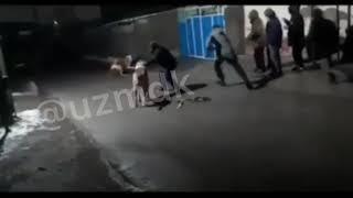 Собачьи бои. Dog fights. Uzbekistan.