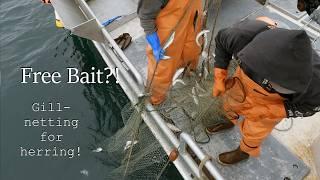 Icing Up and Netting Some Herring Bait! - Halibut Longline Season 2024