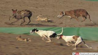 dog vs brown hare speed