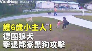 護6歲小主人！德國狼犬擊退鄰家黑狗攻擊 - 忠犬護主 - 國際新聞