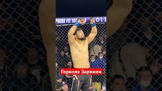 Горилла заряжена #бой #боец #бои #бокс #мма #нокаут #ufc #юфс #спорт #ufs