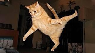 Cats create content