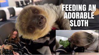 Feeding An Adorable Sloth! + Shopping For Pet Supplies And Visiting A Shelter!