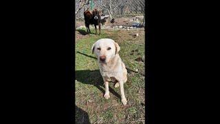 Rescue Dog with Open Wound Tumor #shorts