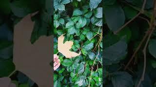 Küçük bir yol - #viral #video #keşfet #short #an #hadise
