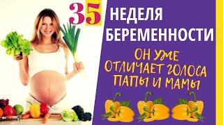 35 неделя беременности. Развитие плода. Что чувствует беременная. Как выглядит ребенок на 35 неделе