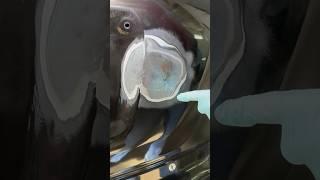 Как просто убрать ржавчину!