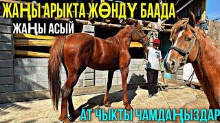 КЫРГЫЗ ЖЫЛКЫСЫ САТУУГА ЧЫКТЫ  #horse