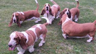 Basset Hound Reunion!