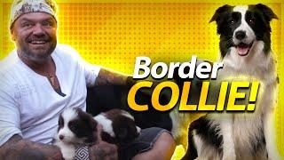 GUIA DE RAÇAS BORDER COLLIE | BAW WAW