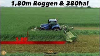 1,80m Roggen & 380ha! NEW HOLLAND mit Krone Mähkombination Ganzpflanzensilage Roggen mähen 2023