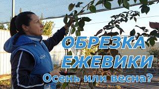 Обрезка ежевики. Осенью или весной?