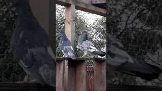 Ambersiray kabootar. pigeon ( Shirali ) BIRMINGHAM. UK