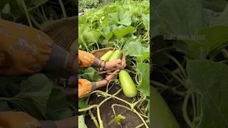 Harvesting bottle gourd #gardening