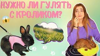 МОЖНО ЛИ ГУЛЯТЬ С КРОЛИКОМ НА УЛИЦЕ? \ КАК ГУЛЯТЬ С КРОЛИКОМ? \ КАК ВЫГУЛИВАТЬ КРОЛИКА?