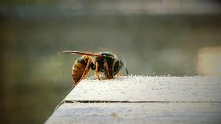 Wasp eating my wooden table