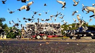 Professional Pigeon Racing (Texas Country Reporter)