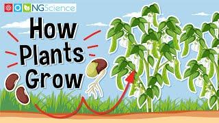 How Plants Grow