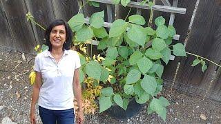 Growing Yard Long Beans from seeds - first 6 weeks - with actual results