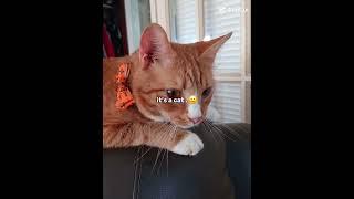 PUMKIN#CAT