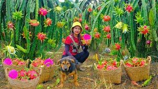 Harvest Red-Fleshed Dragon Fruit Goes To Market Sell , Weed, Fertilize Colombian Passion Fruit, Farm