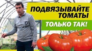 ПОДВЯЗЫВАЙТЕ ТОМАТЫ ТОЛЬКО ТАК! ПРАВИЛЬНАЯ ПОДВЯЗКА В ТЕПЛИЦЕ | САДОВЫЙ РАЙ