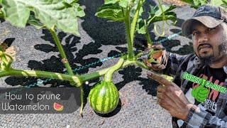 How to prune watermelon - Save Space ! Juicier Melons ! Increases Fruit Size Faster ! #watermelon