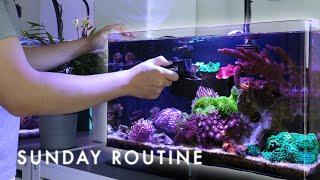 My Sunday Saltwater Reef Tank Maintenance Routine