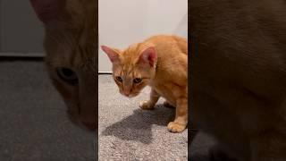 Steve Martin's Cat Tale