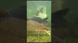 #fishing #риболовля #октівник #риболов #fishingtips #fishingvideo #angler #рибалка #рибу