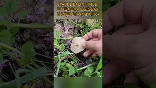 Энталома садовая vs Рядовка майская #грибалка #mushroom #грибочки #грибы #грибомания #ліс #прогулка