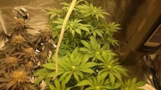 Cannabis grow - Cree cxb 3590 - video part two